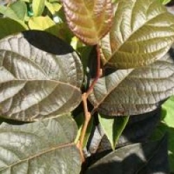 Styrax japonicus 'Purple Dress'