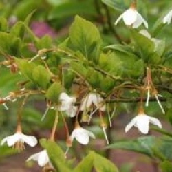 Styrax japonicus var. rubricalyx