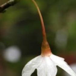 Styrax japonicus var. rubricalyx