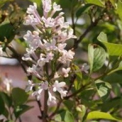 Lilas de Rouen blanc
