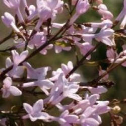 Syringa x persica