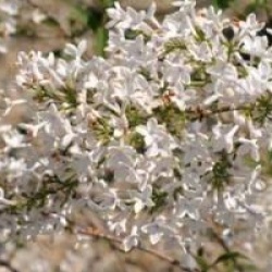 Syringa x persica 'Alba'