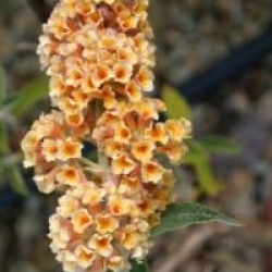 Buddleia Sungold