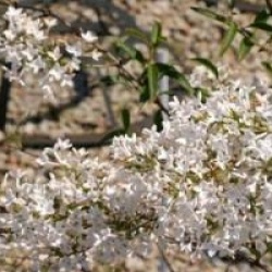 Syringa x persica 'Alba'