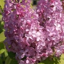 Syringa vulgaris 'Princesse Sturdza'
