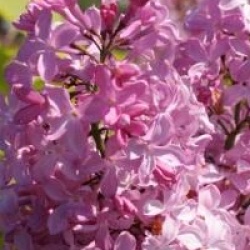 Syringa vulgaris 'Princesse Sturdza'
