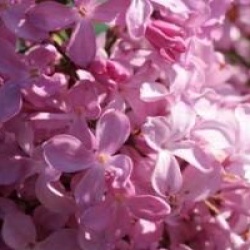 Syringa vulgaris 'Princesse Sturdza'