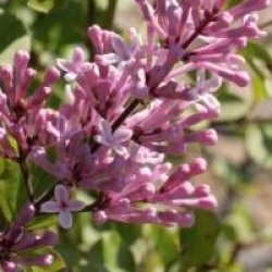 Syringa meyeri 'Palibin'