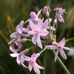 Tulbaghia violacea