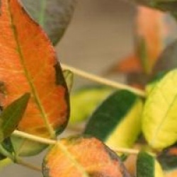 Trachelospermum asiaticum 'Summer Sunset'