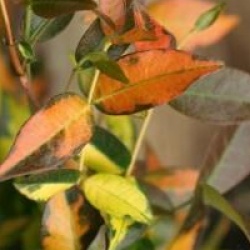 Trachelospermum asiaticum 'Summer Sunset'