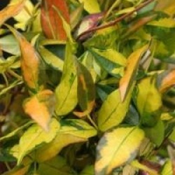 Trachelospermum asiaticum 'Summer Sunset' - Jasmin �toil� Summer Sunset