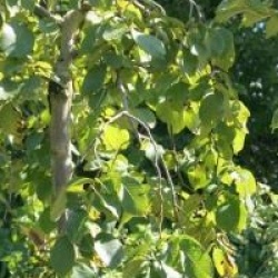 Ulmus glabra 'Camperdownii'