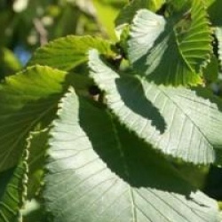 Ulmus glabra 'Camperdownii'
