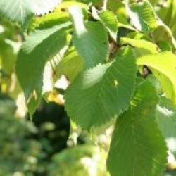 Ulmus glabra 'Camperdownii'