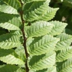 Ulmus x hollandica 'Jacqueline Hillier'