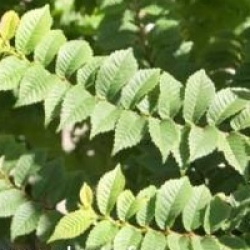 Ulmus x hollandica 'Jacqueline Hillier'