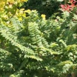 Ulmus x hollandica 'Jacqueline Hillier'