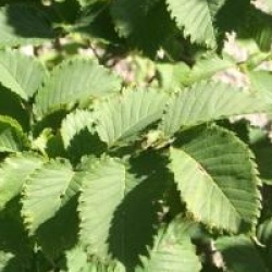 Ulmus Lutece � 'Nanguen' cov