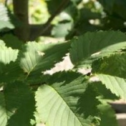 Ulmus Lutece � 'Nanguen' cov