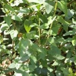 Vallea stipularis