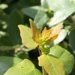 Vallea stipularis