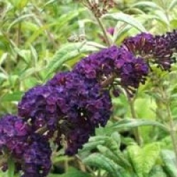 Buddleja davidii 'Black Knight'