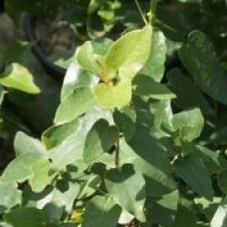 Vallea stipularis