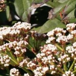 Viburnum davidii 