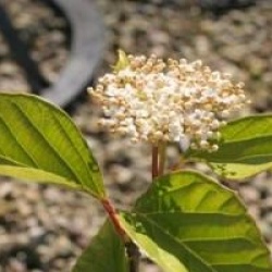 Viburnum odoratissimum var. awabuki