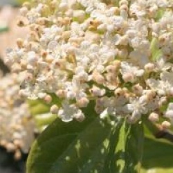 Viburnum odoratissimum var. awabuki