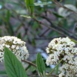 Viburnum 'Pragense'