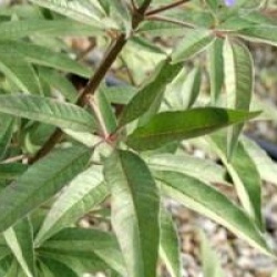 Vitex agnus-castus var. latifolia 