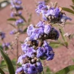 Vitex agnus-castus var. latifolia 