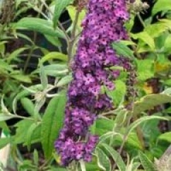 Buddleja davidii 'Harlequin'