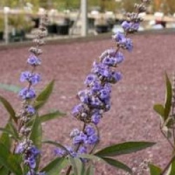 Vitex agnus-castus var. latifolia 
