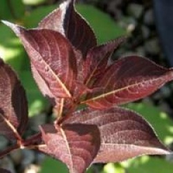 Weigela florida 'Alexandra' cov 
