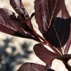 Weigela florida 'Alexandra' cov 