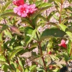 Weigela 'Bristol Ruby'