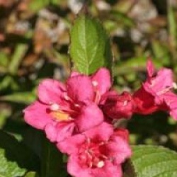 Weigela 'Bristol Ruby'