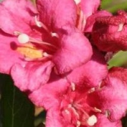 Weigela 'Bristol Ruby'