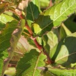 Weigela 'Bristol Ruby'