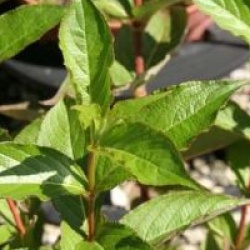 Weigela 'Stelzneri'