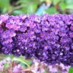 Buddleia Nanho Blue