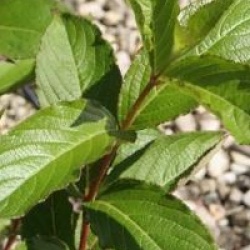 Weigela 'Stelzneri'