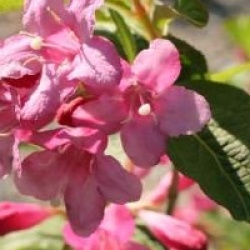 Weigela 'Stelzneri'