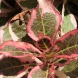 Weigela florida Monet � 'Verweig' cov 