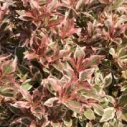 Weigela florida Monet � 'Verweig' cov 