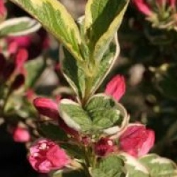 Weigela 'Kosteriana Variegata'