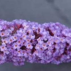 Buddleja davidii 'Nanho Blue'
